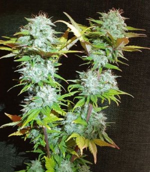 Super-Bud-Auto.jpg Super-Bud-Auto.jpg