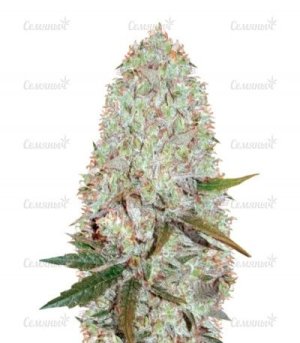 sort_Auto_Amnesia_Haze.jpg