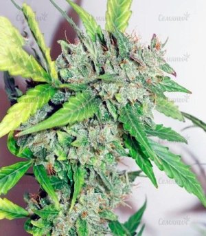 CBD_Auto_Compassion_Lime.jpg