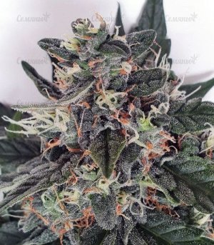 CBD-Auto-Charlottes-Angel.jpg