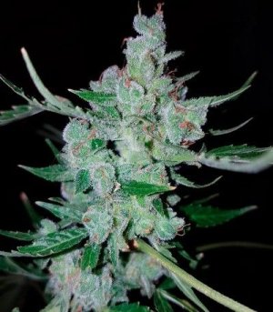 White_Widow_Original_Auto.jpg White_Widow_Original_Auto.jpg