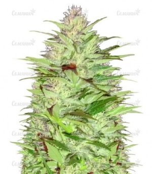 sort_Critical_Chronic_Auto.jpg sort_Critical_Chronic_Auto.jpg