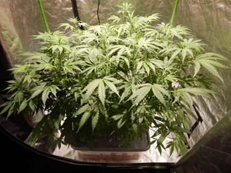 Gorilla Glue Auto от FastBuds