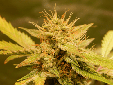 Gorilla Glue Auto от FastBuds
