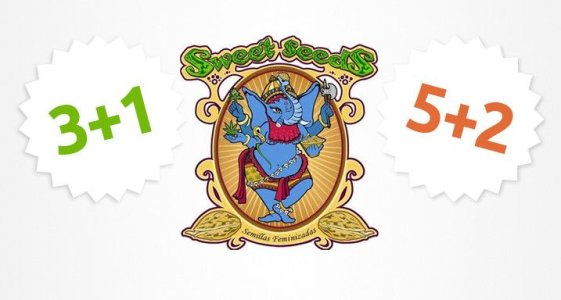 свит-сидс__2i4a8PryMCzrD4ON.jpg свит-сидс__2i4a8PryMCzrD4ON.jpg