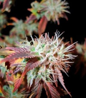 Bubba_Kush_2_sort_kannabisa__y5dw8g3927mzgatv.jpg