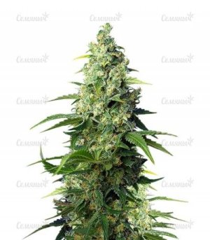 sort-Honey-Peach-CBD-sweetseeds__B69SUYekY7PJHaOS.jpg