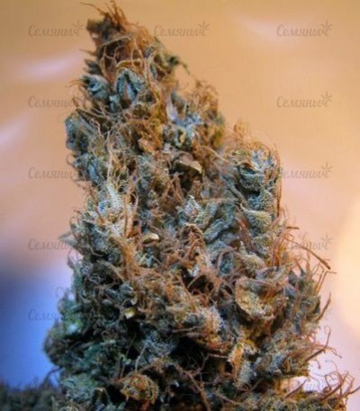 2046_marihuana__Rf0W4TZSnxZ0EQOz.jpg