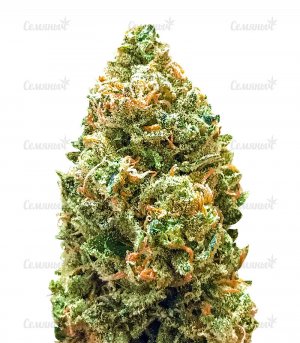 sort-Bruce-Banner-auto-Monster-Genetics-seeds__RpCKKqkHhDqyLr4c.jpg sort-Bruce-Banner-auto-Monster-Genetics-seeds__RpCKKqkHhDqyLr4c.jpg
