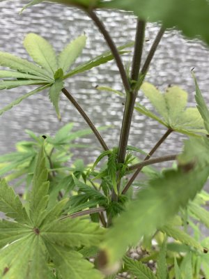 IMG_7775.jpeg