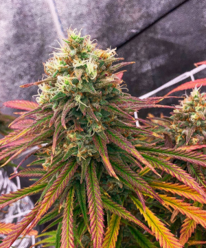 orange kush cake.png