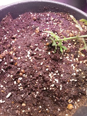 IMG20250126173316.jpg