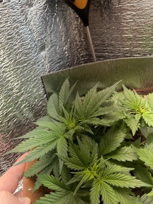 IMG_1925.jpeg