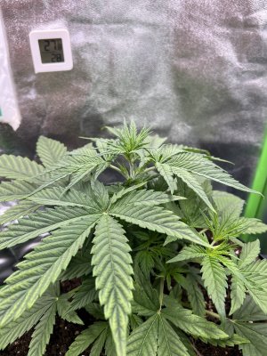 IMG_6271.jpeg