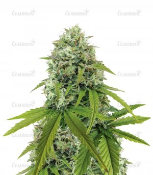 Zkittlez-Auto-semyanych-main__O7FfKmvNOiBMRhI2.jpg Zkittlez-Auto-semyanych-main__O7FfKmvNOiBMRhI2.jpg