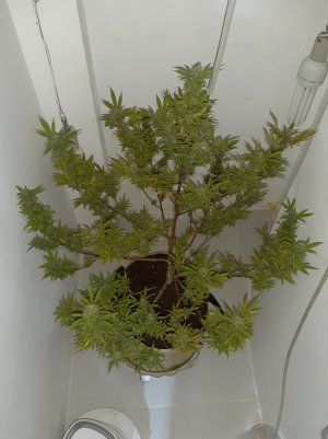20220413_105359.jpg 20220413_105359.jpg