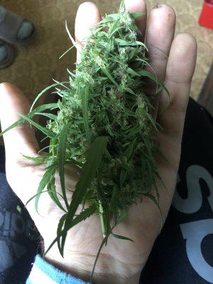 IMG_0268.jpeg