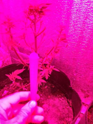 IMG_20250530_193744.jpg