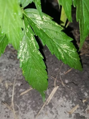 IMG_20250615_225904_274.jpg