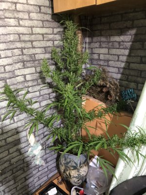 IMG_0214.jpeg