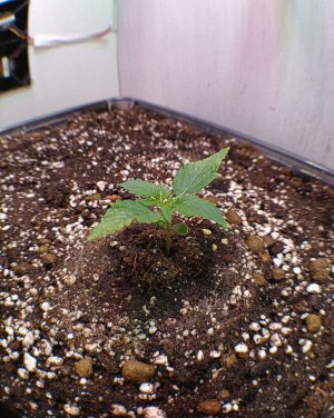 IMG_20250716_012750.jpg