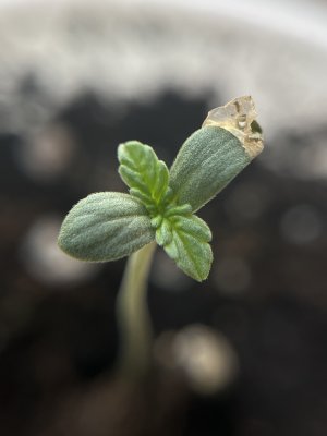 IMG_3709.jpeg