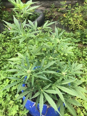 IMG_4061.jpeg