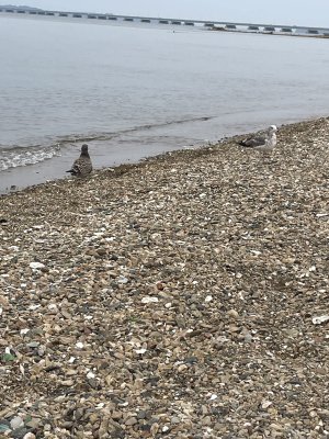 IMG_0036.jpeg