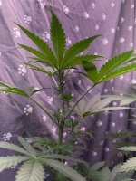 IMG_0238.jpeg