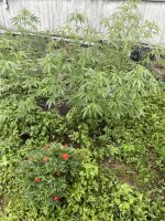 IMG_0138.jpeg
