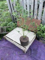 IMG_0160.jpeg