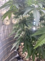 IMG_0071.jpeg