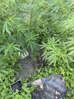 IMG_0259.jpeg
