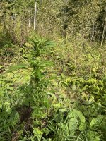IMG_0564.jpeg