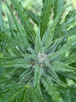 IMG_0566.jpeg
