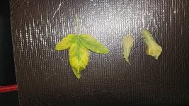 P_20250812_210502.jpg