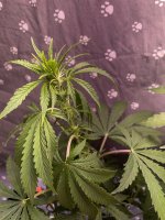 IMG_0371.jpeg