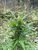 IMG_0602.jpeg