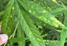 Leaf-Septoria.jpg