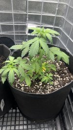 IMG_4198.jpeg