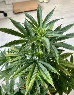 IMG_6988.jpeg