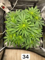 IMG_1085.jpeg