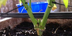 split-stem2.jpg