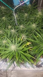 P_20250903_184533.jpg