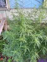 IMG_0383.jpeg
