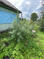 IMG_0423.jpeg