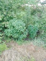 IMG_20250913_063257_066.jpg