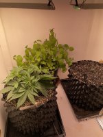 IMG_0517.jpeg