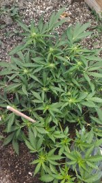IMG_20250915_075321.jpg