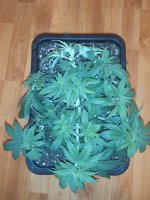 IMG_20250915_182606.jpg